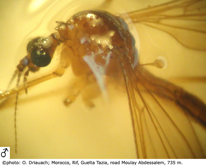 body part(s) - head and thorax