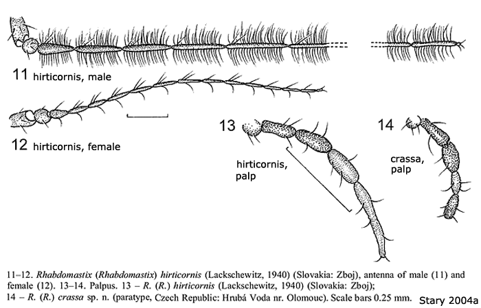 body part(s) - antenna