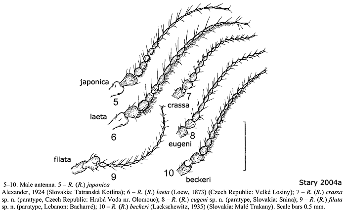 body part(s) - antenna