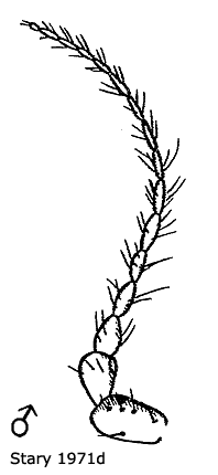 body part(s) - antenna