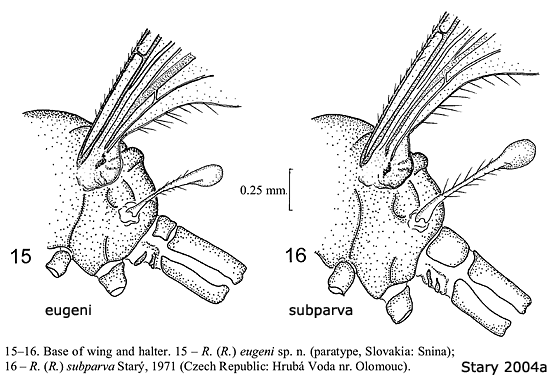 body part(s) - thorax