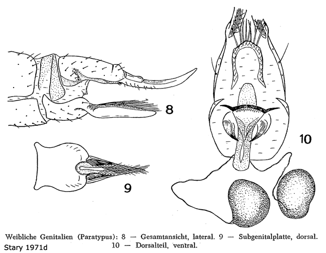 ovipositor