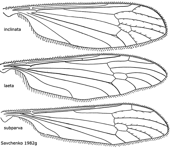 wing