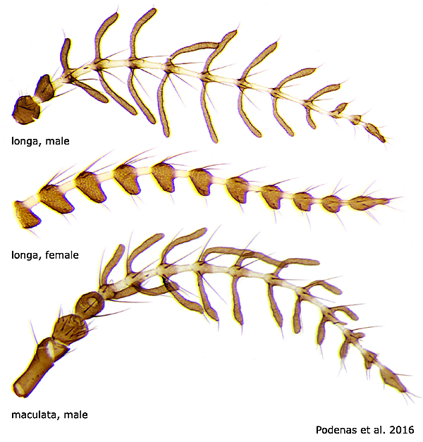 body part(s) - antenna