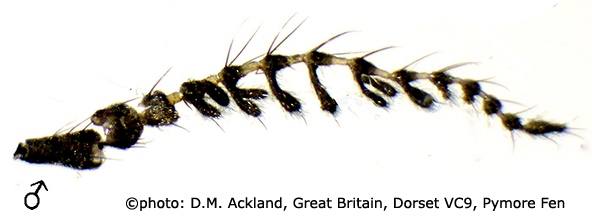 body part(s) - antenna