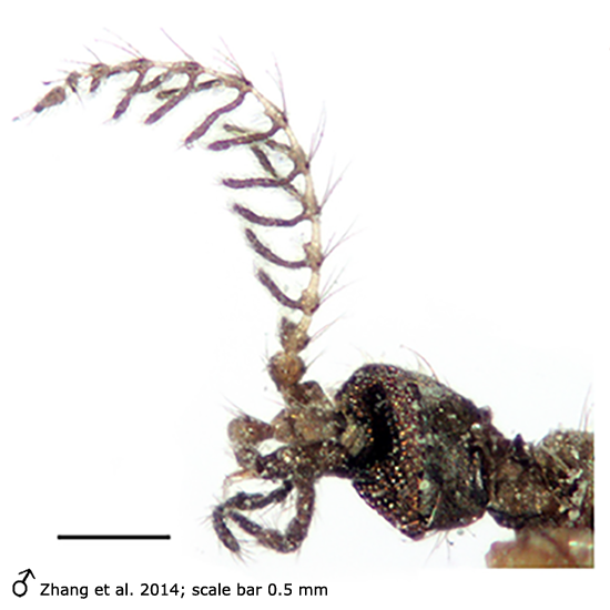 body part(s) - head and antenna