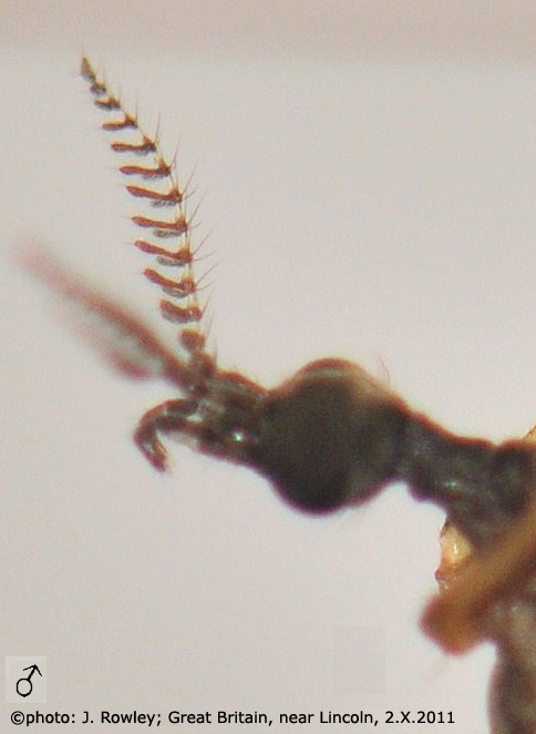 body part(s) - head and antenna