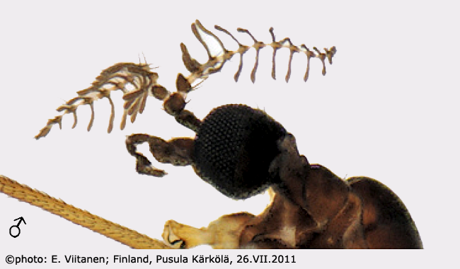 body part(s) - head and antenna