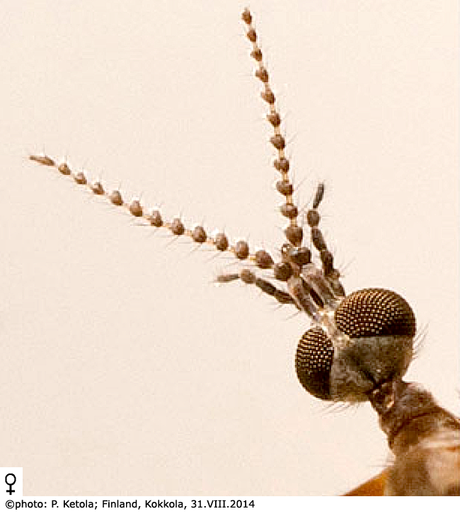 body part(s) - head and antenna