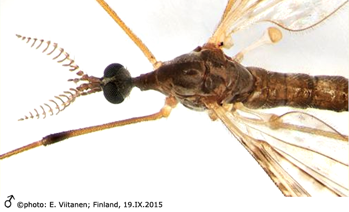 body part(s) - head and thorax