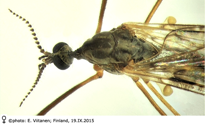 body part(s) - head and thorax