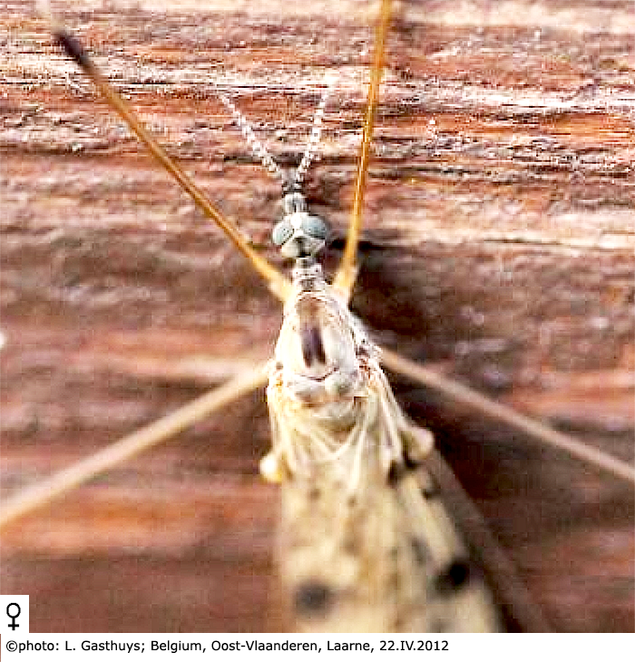 body part(s) - head and thorax