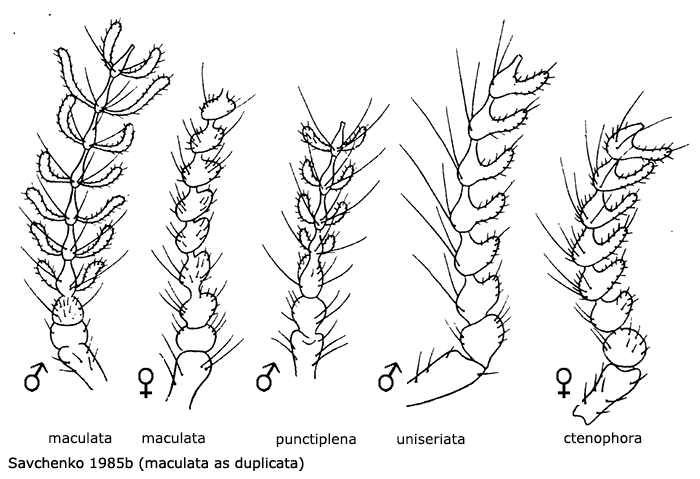 body part(s) - antenna