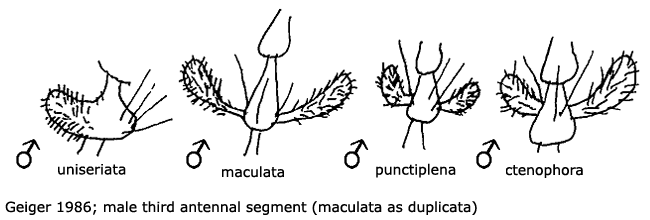body part(s) - antenna