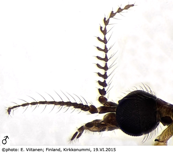 body part(s) - head and antenna