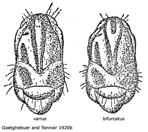body part(s) - thorax