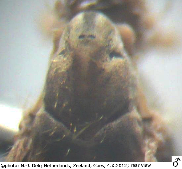 body part(s) - thorax