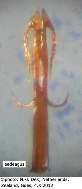 hypopygium