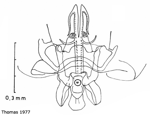 hypopygium