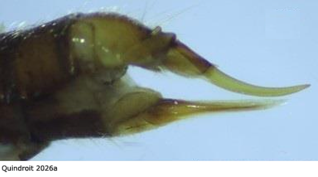 ovipositor
