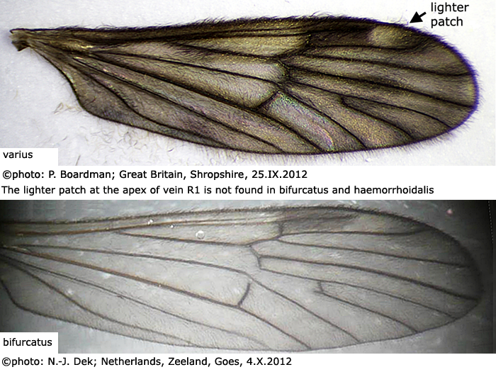wing