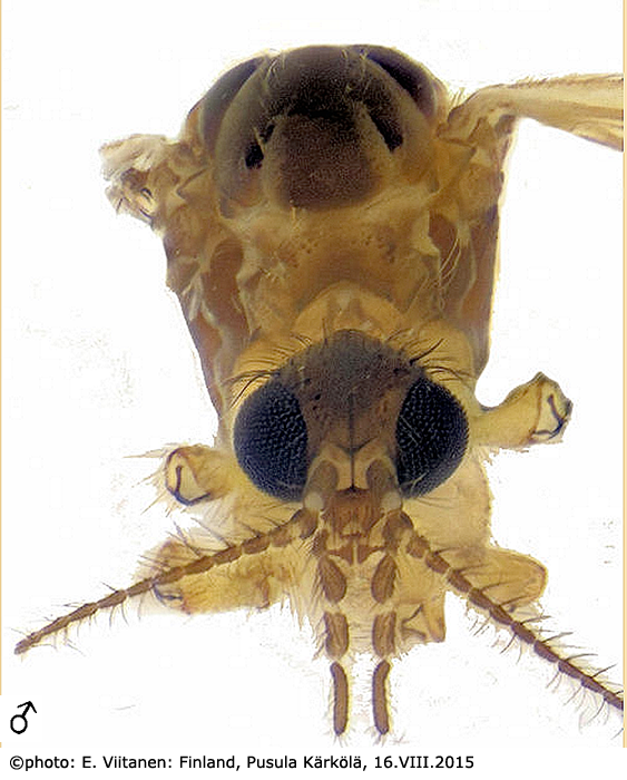 body part(s) - head and thorax