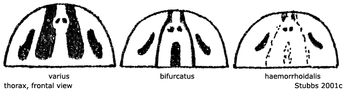 body part(s) - thorax