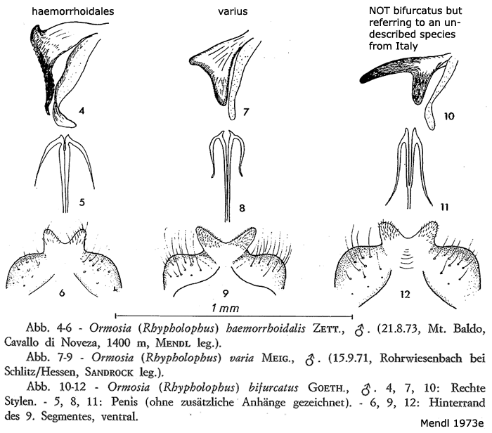 hypopygium