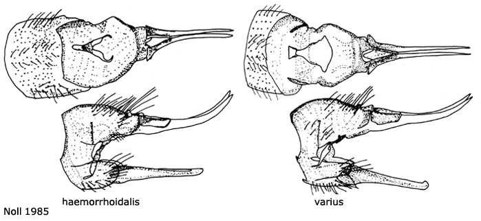 ovipositor