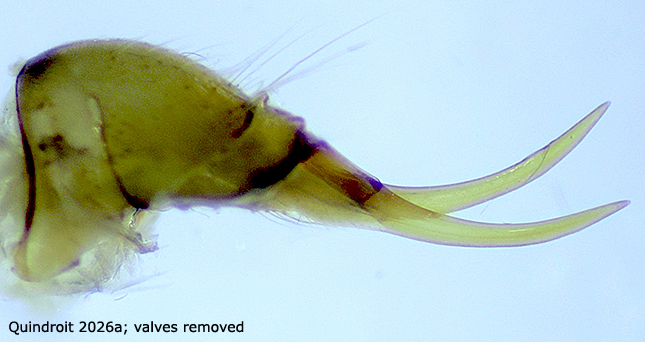 ovipositor