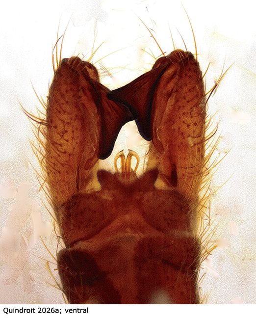 hypopygium
