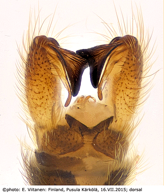 hypopygium