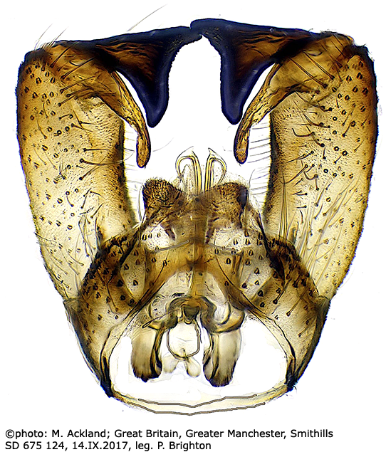 hypopygium