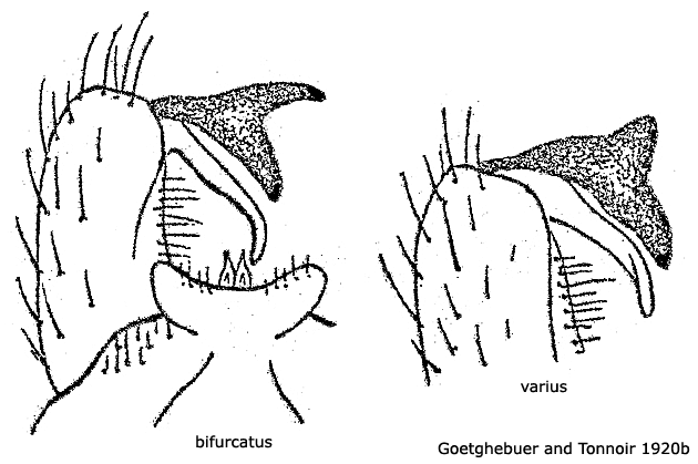 hypopygium