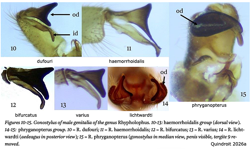 hypopygium