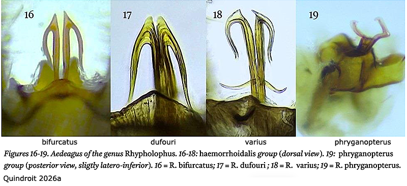 hypopygium