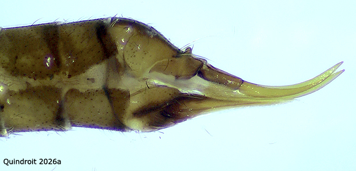 ovipositor