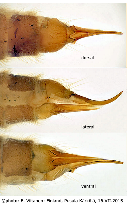 ovipositor
