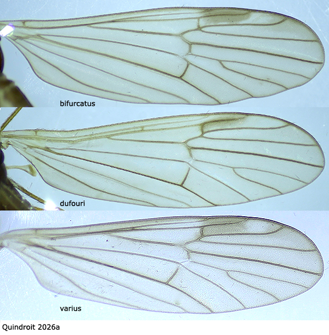 wing
