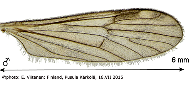 wing
