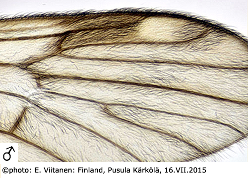 wing