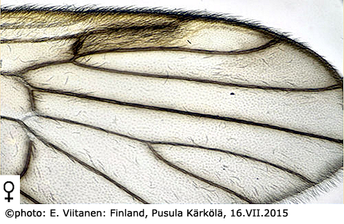 wing