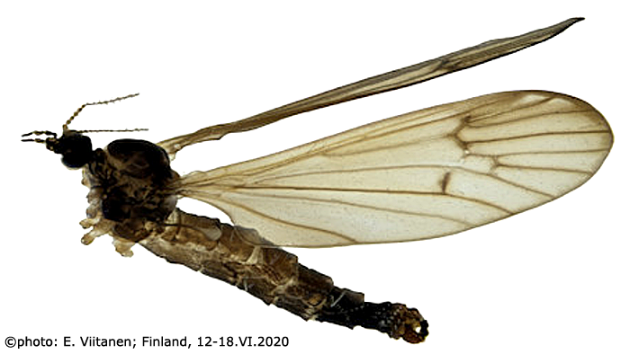 habitus - male
