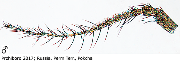 body part(s) - antenna