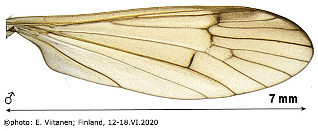 wing