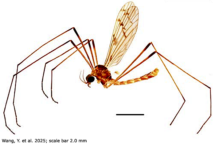 habitus - male