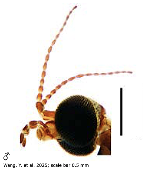 body part(s) - head and antenna