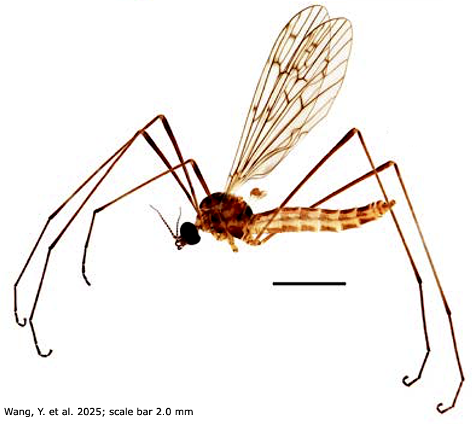 habitus - male