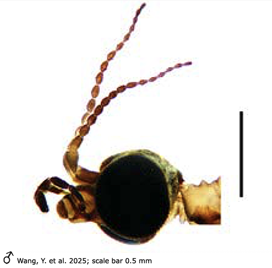 body part(s) - head and antenna