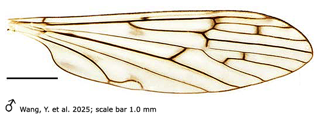 wing